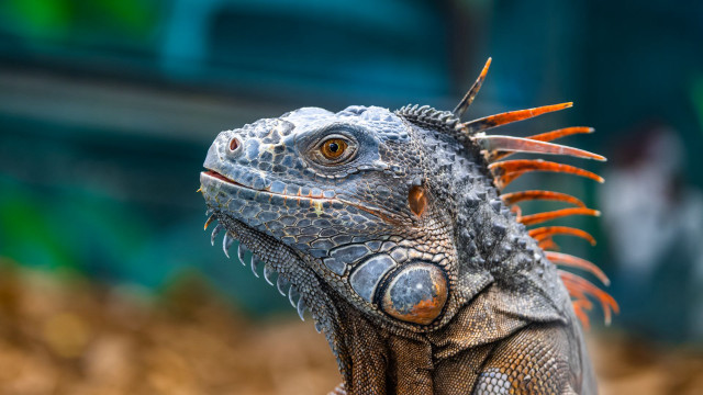 Lizard spikes long neck blurry free wallpaper - medium preview image