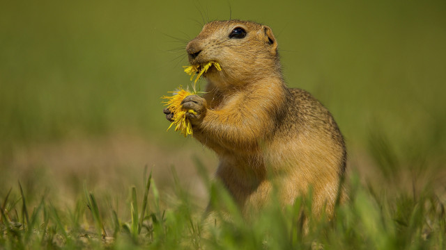 Small rodent eating flower field free wallpaper - medium preview image