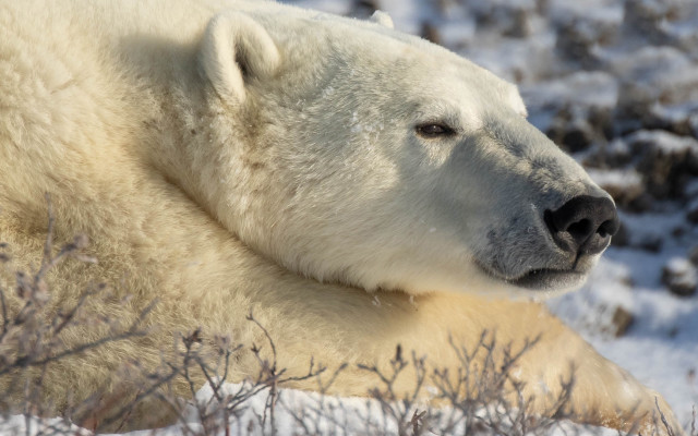 Polar bear snow ecological art #2 free wallpaper - medium preview image