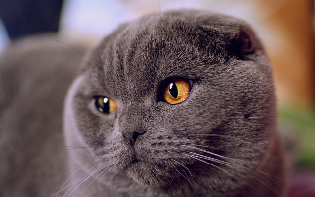 Gray cat yellow eyes macro #2 free wallpaper - medium preview image
