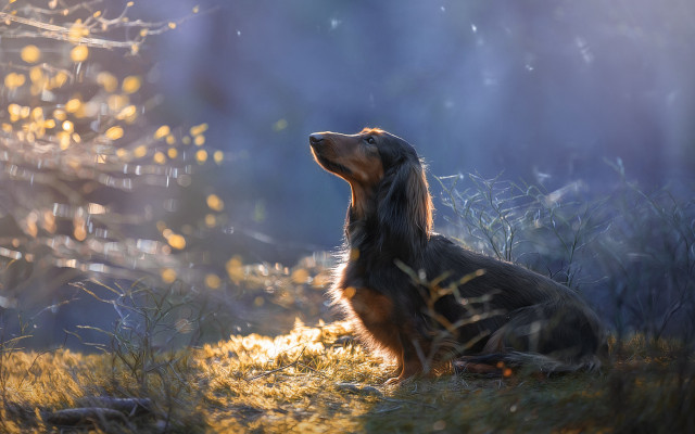 Dog sitting grass looking up #2 free wallpaper - medium preview image