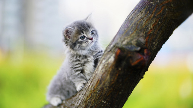 Small kitten on branch sad free wallpaper - medium preview image
