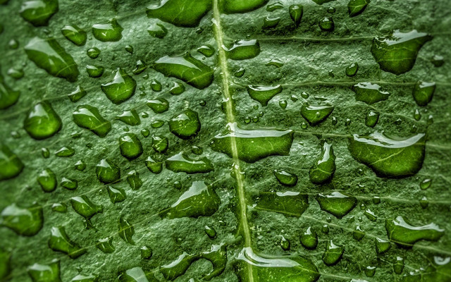 Green leaf water drops macro #35 free wallpaper - medium preview image