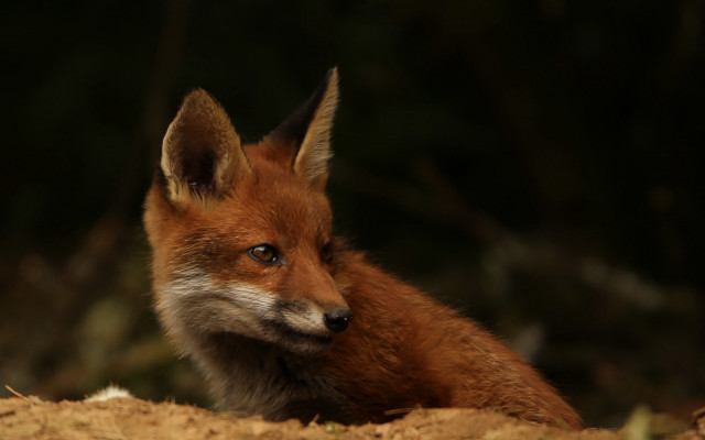 Red fox sitting dirt distant free wallpaper - medium preview image