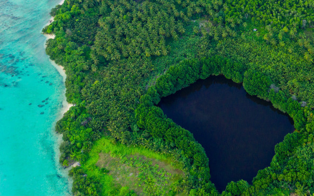 Lake forest aerial green nature free wallpaper - medium preview image