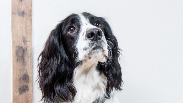 Black white dog looking up free wallpaper - medium preview image