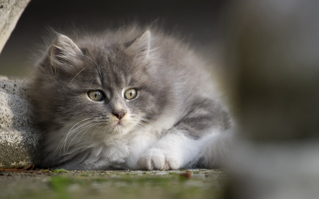 Gray white kitten rock wall free wallpaper - medium preview image