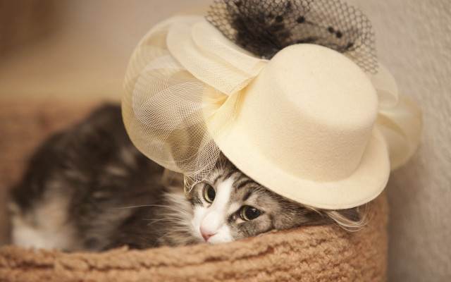 Cat hat veil basket rococo free wallpaper - medium preview image