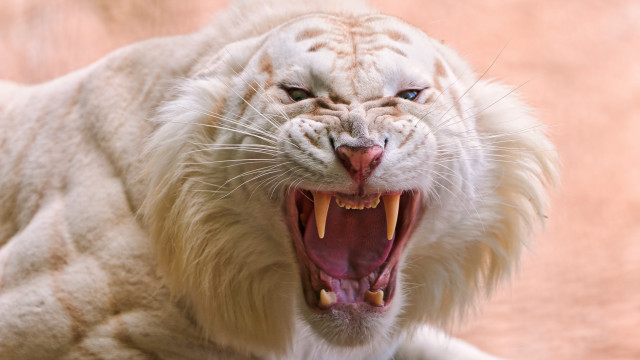 White tiger open mouth blue #2 free wallpaper - medium preview image