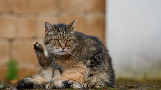 Cat sitting upward brick wall free wallpaper - medium preview image