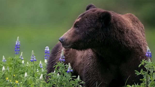 Brown bear field blue flowers free wallpaper - medium preview image
