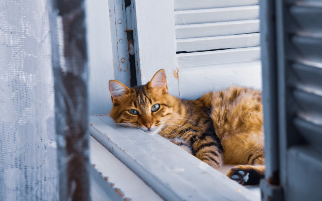 Cat window sill outdoor blurry free wallpaper - medium preview image