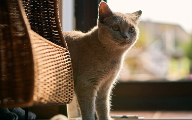 Cat wicker chair window blurry free wallpaper - medium preview image