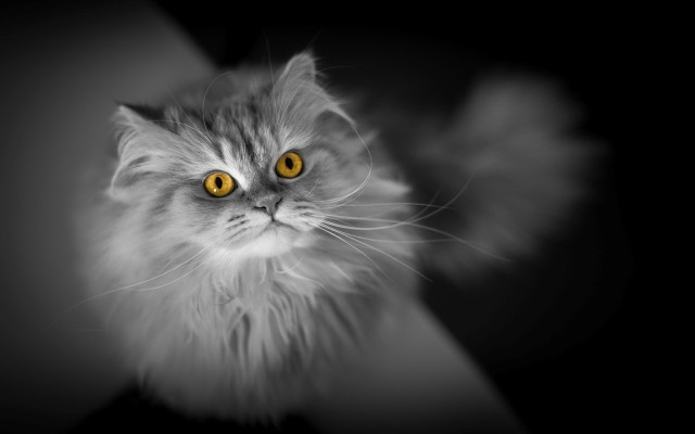 Cat yellow eyes black background free wallpaper - medium preview image