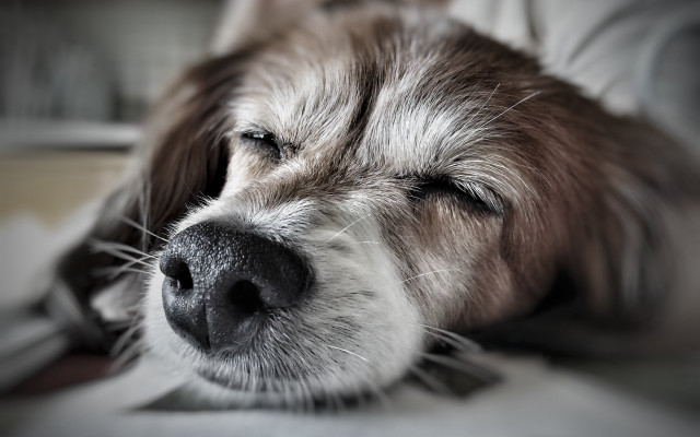 Dog sleeping bed pillow photorealism free wallpaper - medium preview image