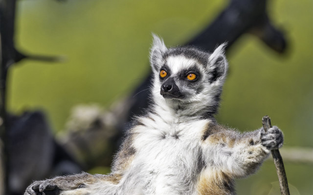 Small animal stick yellow eyes free wallpaper - medium preview image