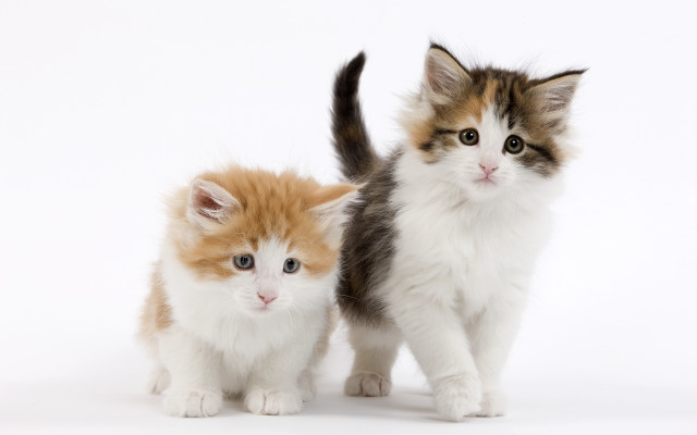 Kittens brown white blue eyes free wallpaper - medium preview image