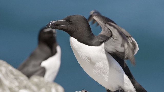 Birds rock beach ocean blurry free wallpaper - medium preview image