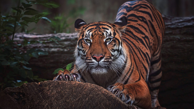 Sumatran tiger woodland wildlife serious free wallpaper - medium preview image