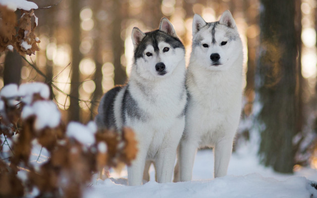 Husky dogs snow forest bokeh free wallpaper - medium preview image