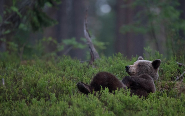 Bear cub woods ecological wildlife free wallpaper - medium preview image