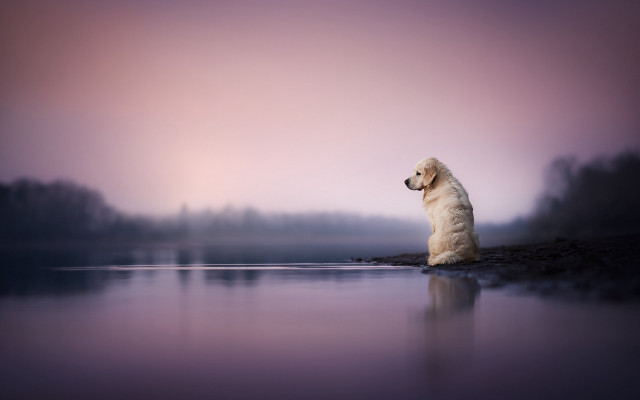 Dog rock water sky trees free wallpaper - medium preview image