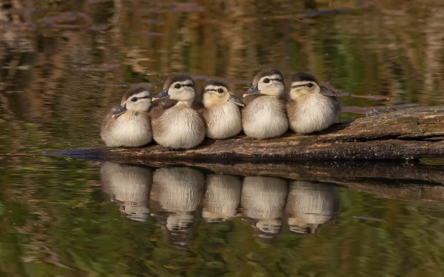 Birds on log reflection forest free wallpaper - medium preview image