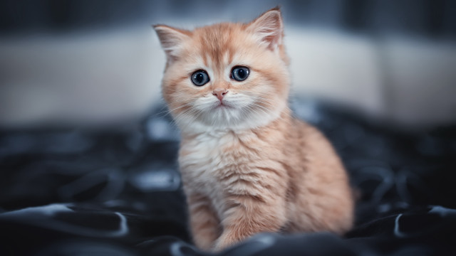 Orange kitten blue eyes blurry free wallpaper - medium preview image