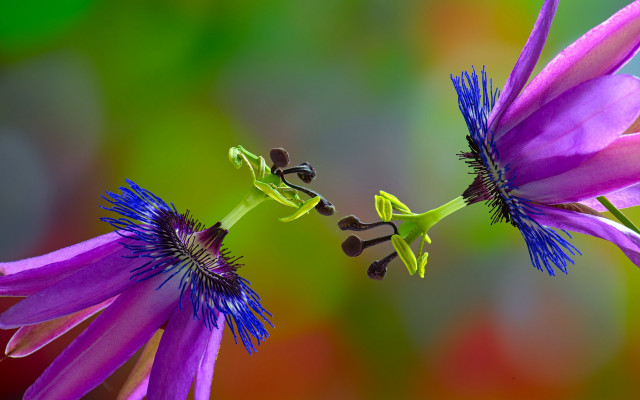 Purple flower bug macro art free wallpaper - medium preview image