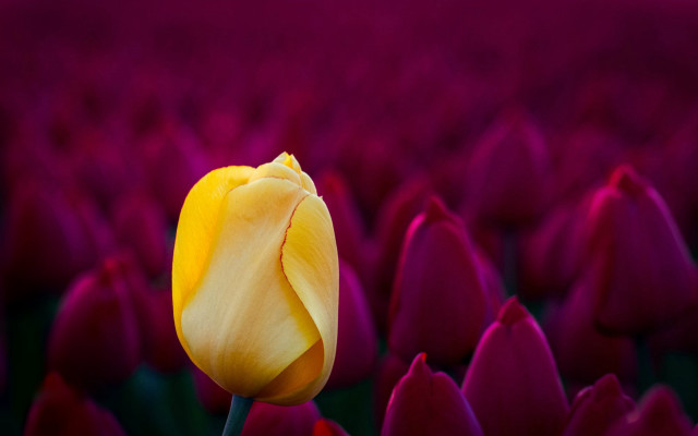 Yellow tulip purple field sunlight free wallpaper - medium preview image