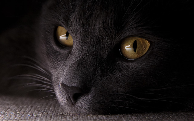 Black cat yellow eyes couch #3 free wallpaper - medium preview image