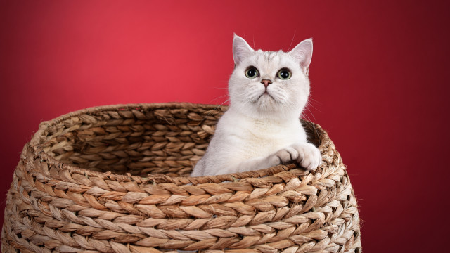 White cat woven basket red free wallpaper - medium preview image