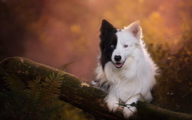 Dog branch woods neoromantic photorealistic free wallpaper - medium preview image