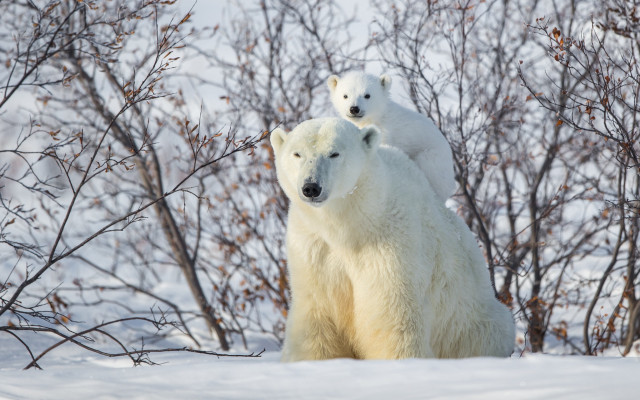 Polar bears snow ecological art free wallpaper - medium preview image