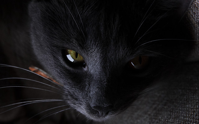 Black cat yellow eyes serious #9 free wallpaper - medium preview image