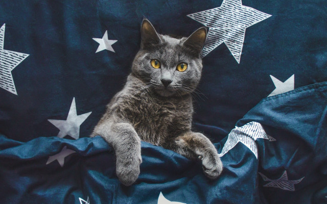 Cat starry sky ornaments flag free wallpaper - medium preview image