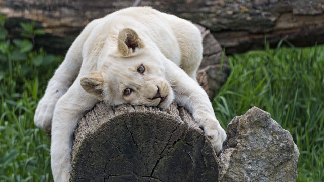 White tiger tree stump grass free wallpaper - medium preview image