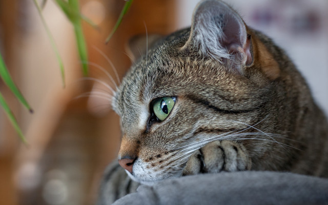 Cat green eyes laying couch free wallpaper - medium preview image