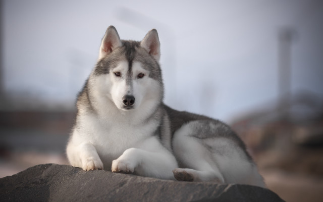Husky rock camera blurry background free wallpaper - medium preview image