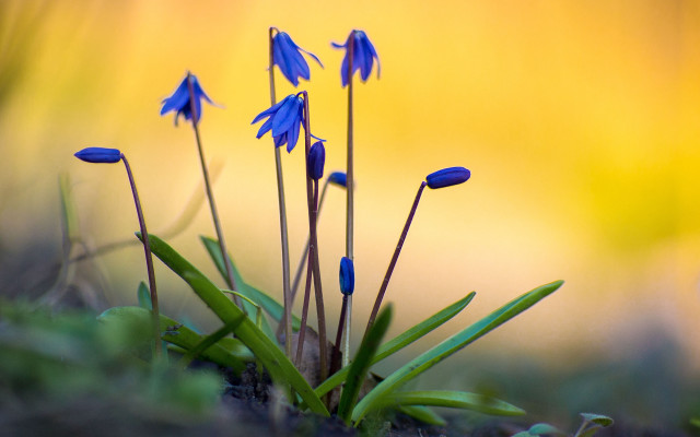 Blue flowers field grass sunset free wallpaper - medium preview image