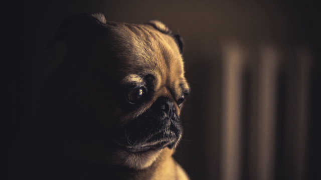Small dog sad look dark free wallpaper - medium preview image