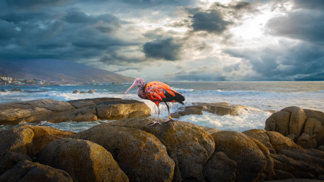 Flamingo rock ocean cloudy sky free wallpaper - medium preview image