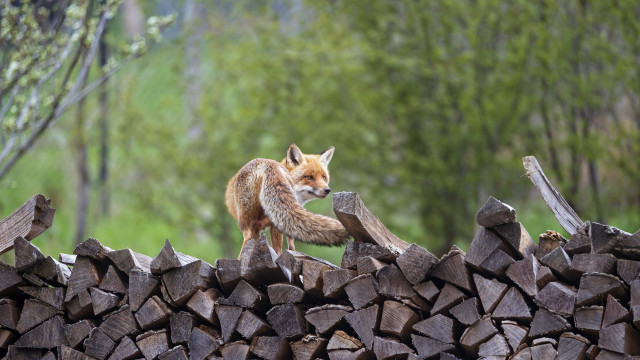 Fox woodland puzzle nature blurry free wallpaper - medium preview image
