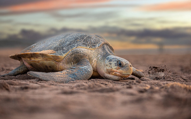 Turtle sand beach sunset cloudy free wallpaper - medium preview image