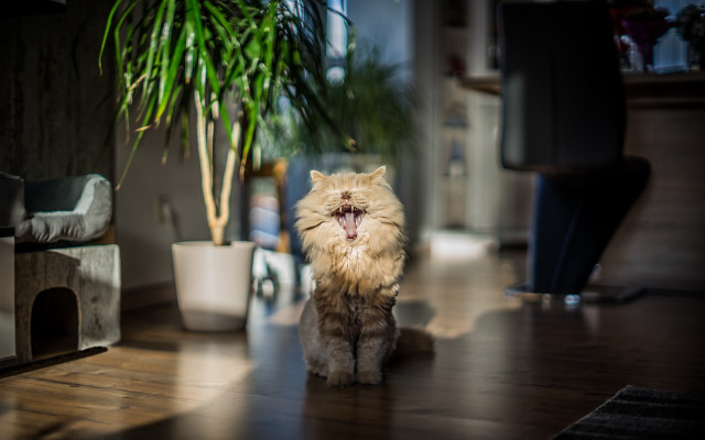 Cat yawning potted plant blurry free wallpaper - medium preview image