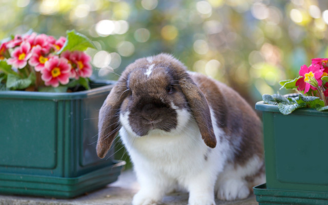 Rabbit potted flowers bokeh beatrix free wallpaper - medium preview image