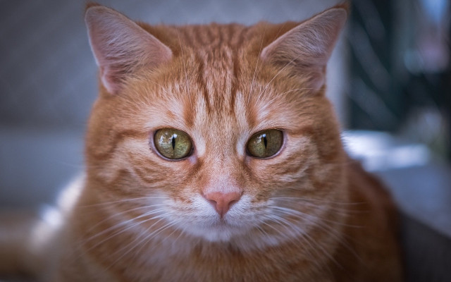 Cat green eyes portrait shallow free wallpaper - medium preview image
