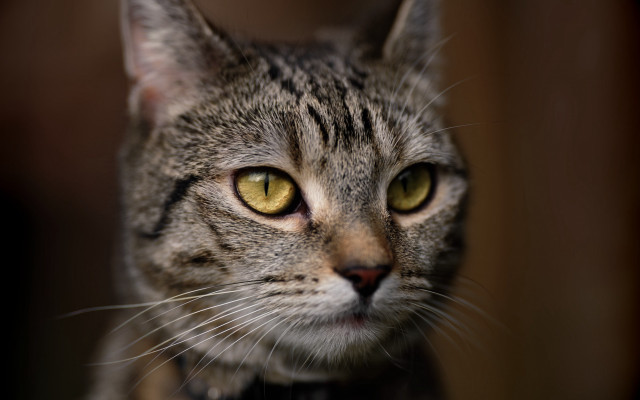 Black cat yellow eyes shallow #2 free wallpaper - medium preview image