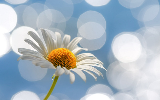 Daisy blue sky bokeh moon free wallpaper - medium preview image