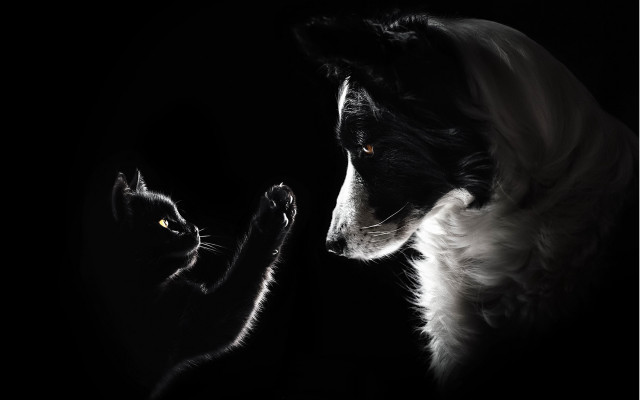 Cat dog monochrome dark touching free wallpaper - medium preview image